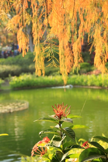 青衣公园 (落羽松水杉水松) tsing yi park