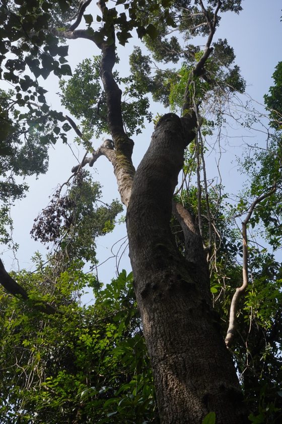 黄桐树是这里的优势树种